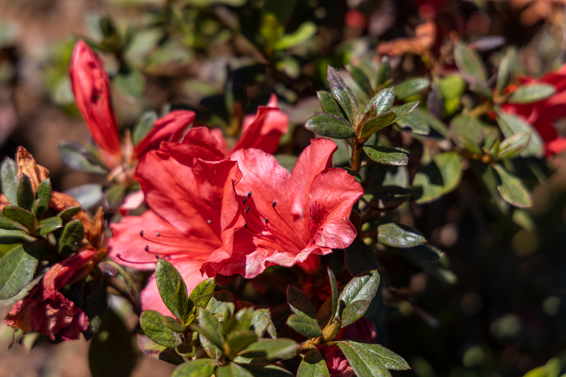 Czerwony rododendron rośnie w ogrodzie