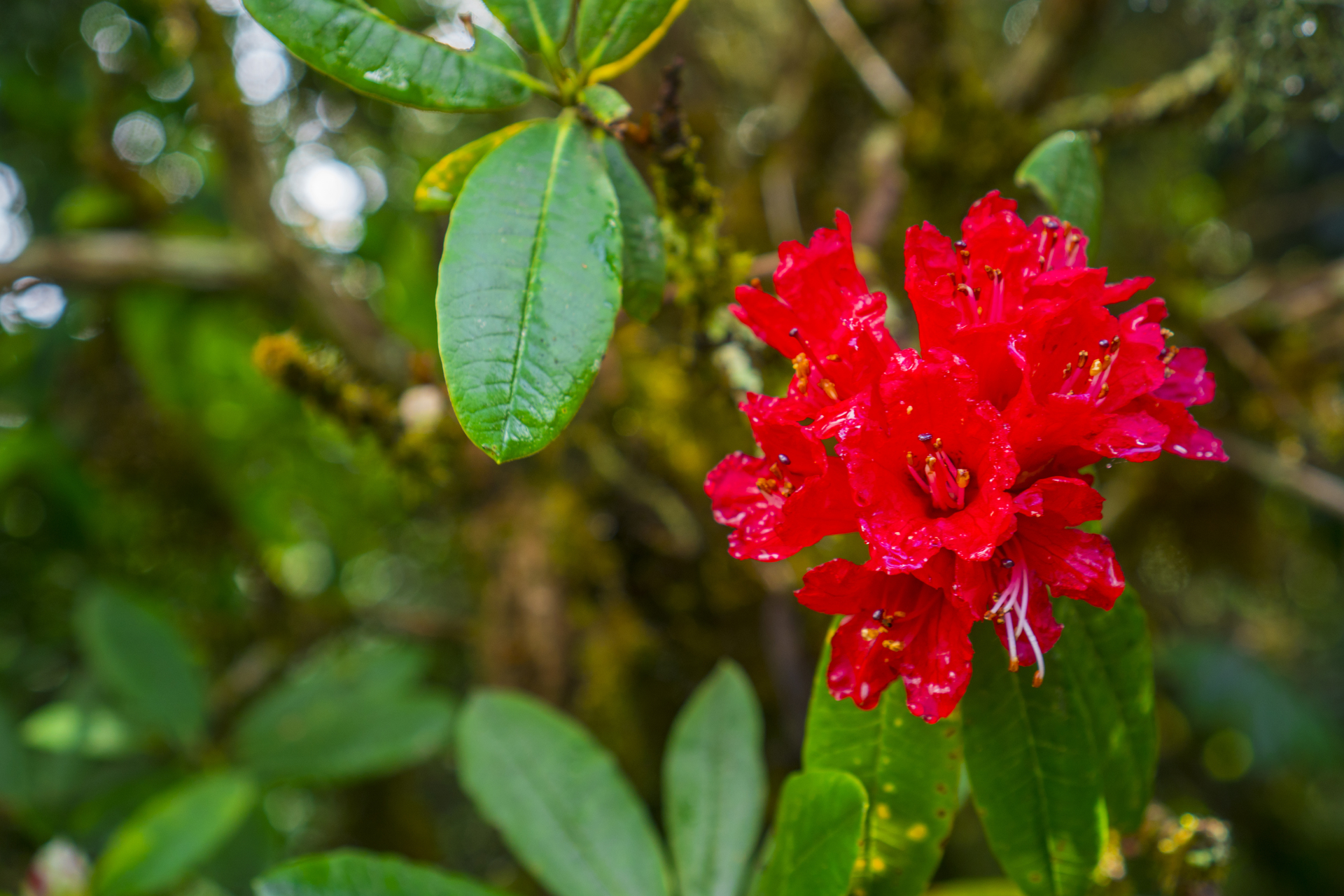 Czerwony rododendron rośnie w ogrodzie