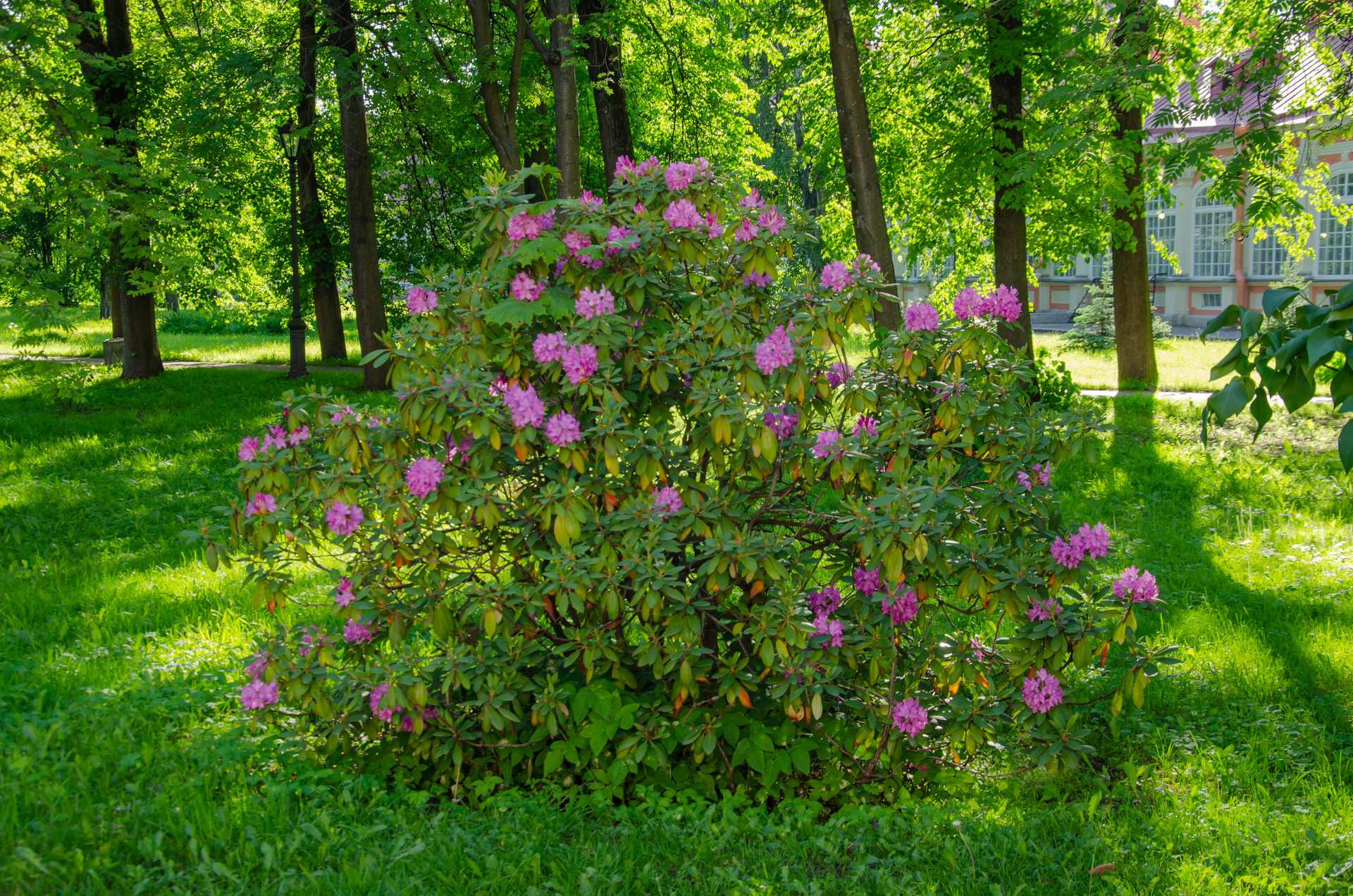 Krzew rododendronu rośnie w ogrodzie