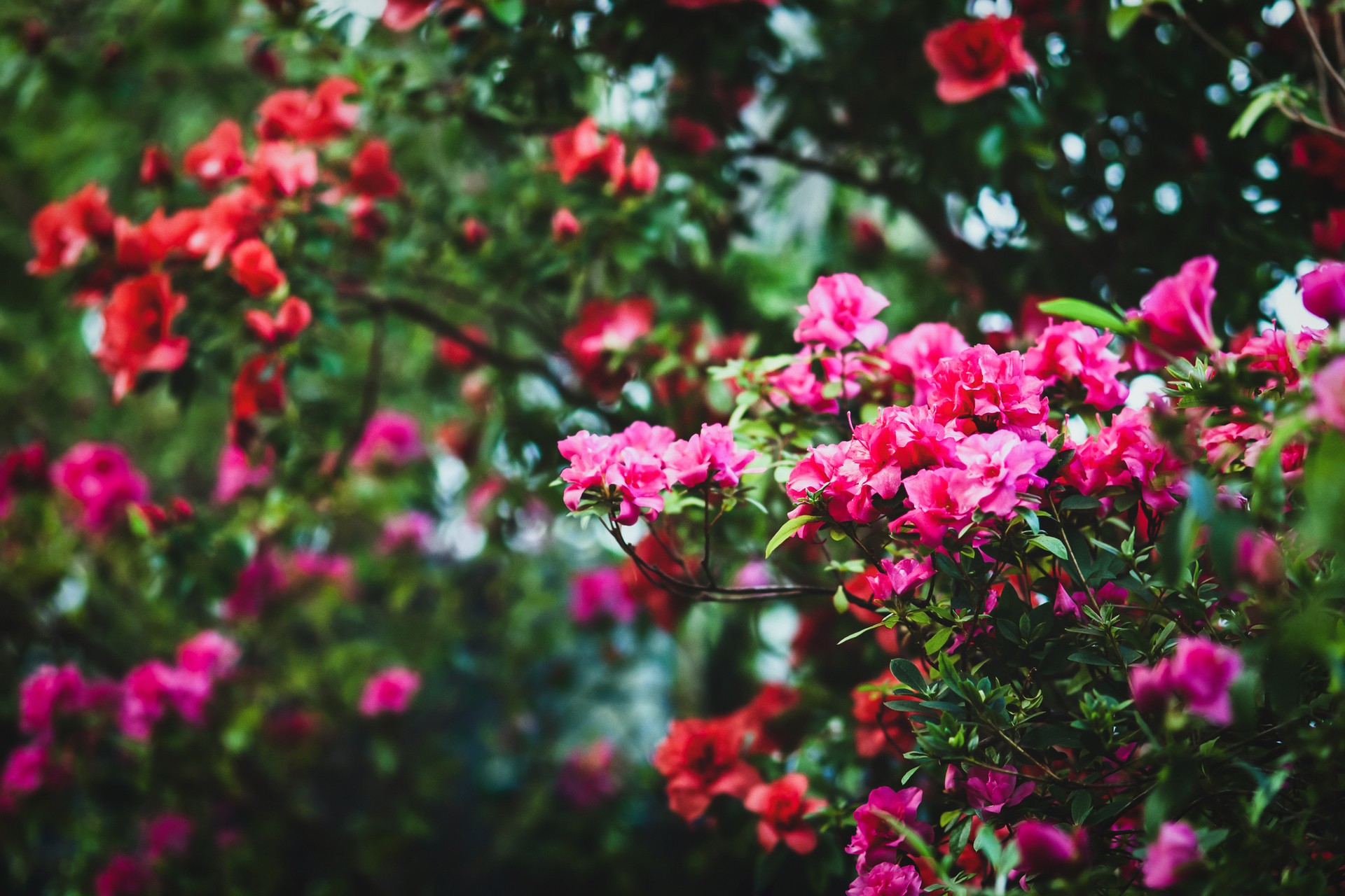 Rododendron rośnie w ogrodzie