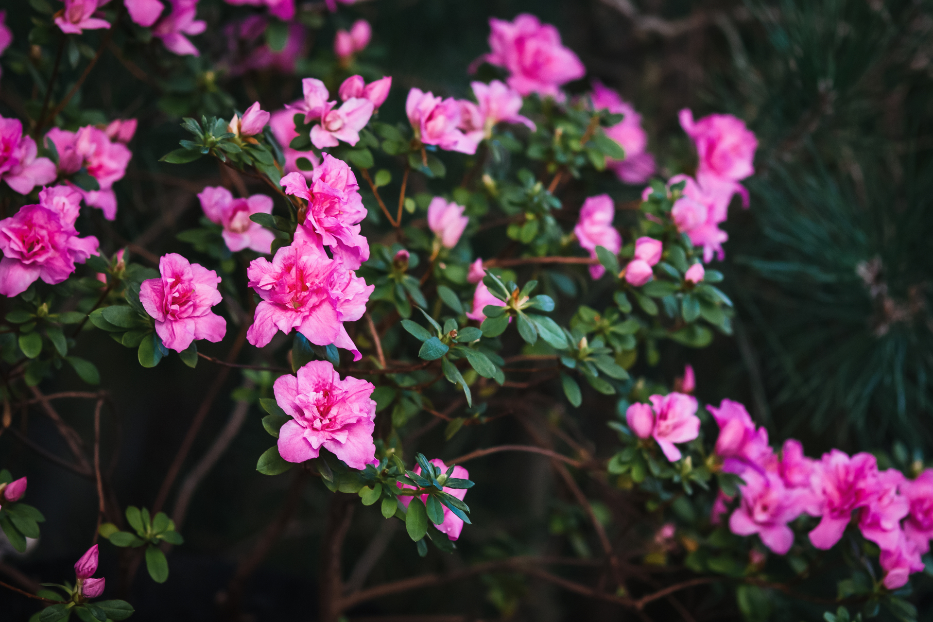 Różowy rododendron rośnie w ogrodzie