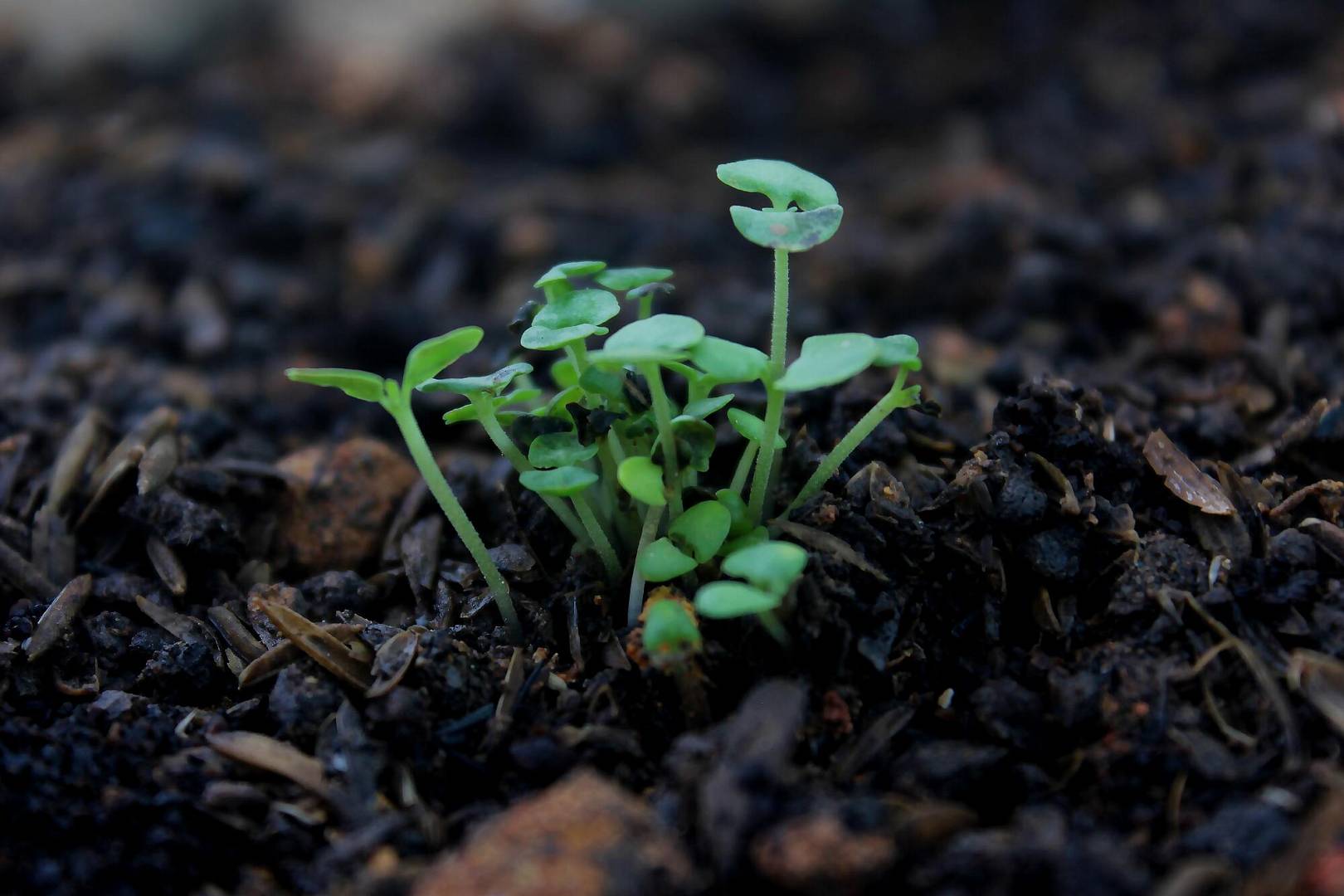 Odkrywamy Tajemnice Gleby: Klucz do Efektywnego Rolnictwa